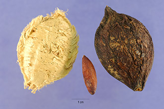 tropical almond